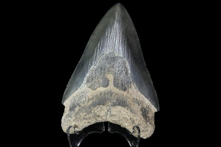 Serrated, Fossil Megalodon Tooth - Georgia #76479